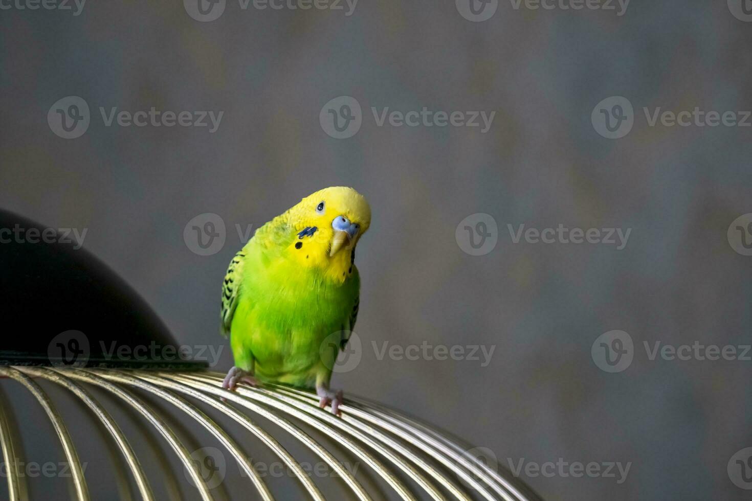 Selective focus. Portrait of a bright green young budgie sitting on the bars of a cage on a dark background. Breeding songbirds at home. photo