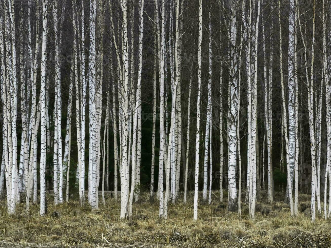 Autumn birch trees growing in lines with naked branches on a dark forest background. photo
