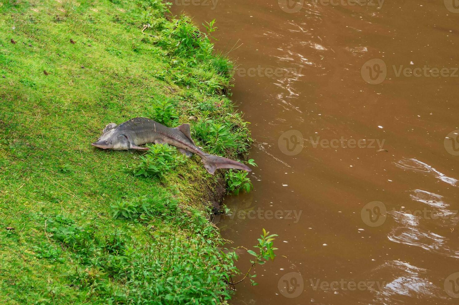 Big sturgeon is lying on a grassy bank. The fish jumped ashore. Breeding of sturgeon, fisheries. photo