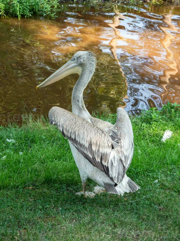 Beautiful big pelican resting near a lake. Great white pelican is a bird in the pelican family. Wild nature animal. Vertical view. photo