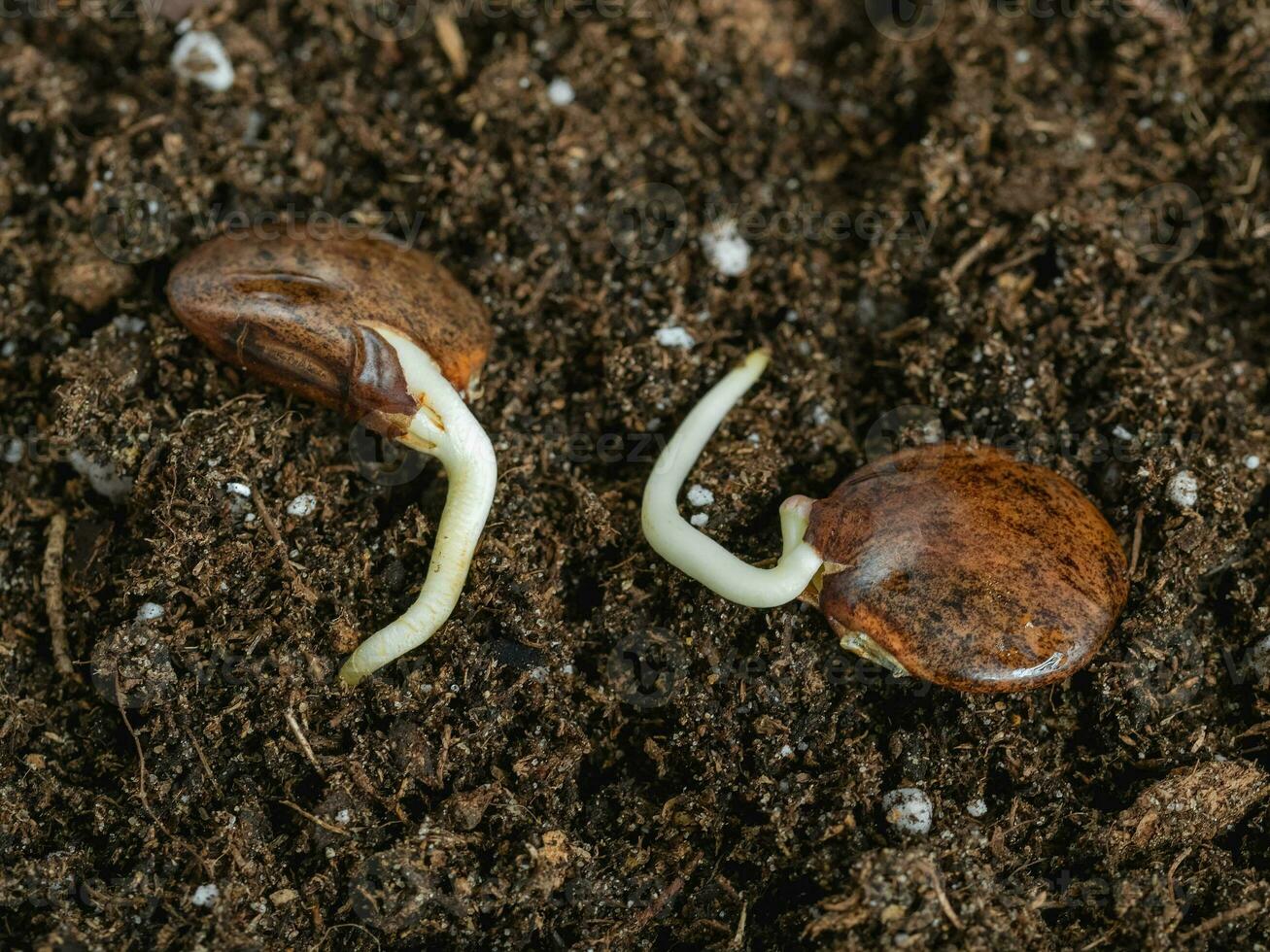 Wisteria seeds with a small roots is planted in the ground, close-up. Two seeds are laid out on fertile land. photo