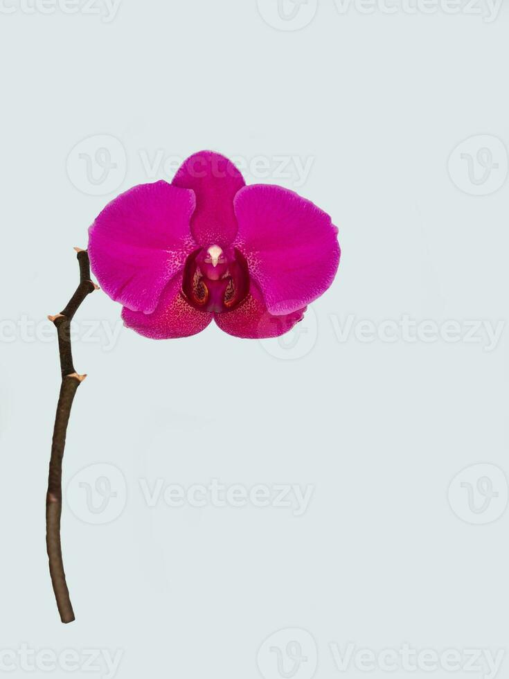 phalaenopsis Stellenbosch soltero púrpura flor en un gris antecedentes. Copiar espacio. tropical flor, rama de orquídea cerca arriba. púrpura orquídea antecedentes. día festivo, De las mujeres día, flor tarjeta, belleza. foto