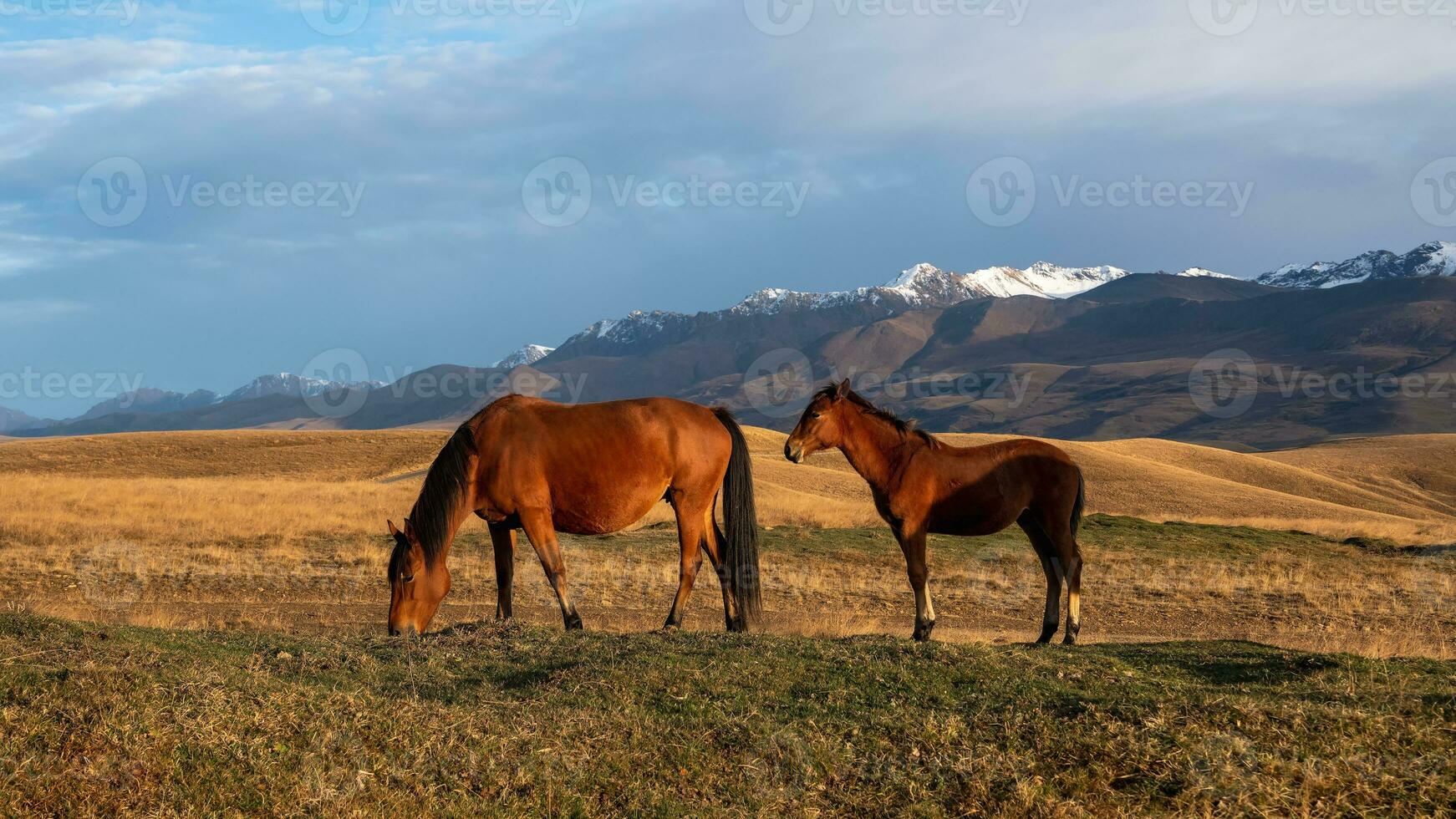 Herd of horses on a mountain pasture. Thoroughbred brown horse with a foal. Beautiful horses in an autumn meadow poses against the background of a white snow-covered mountain. photo