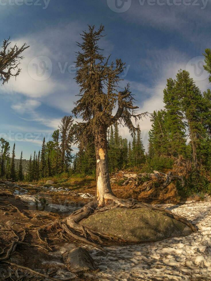 Vertical view of old gnarled mountain coniferous tree was shot with a wide-angle lens. Taiga, a mystical forest at sunset. The tree's powerful roots encircled a granite boulder. photo