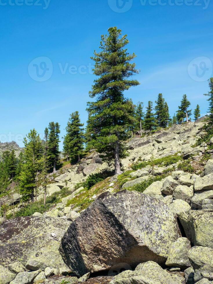 Cedar tree grows on rocks. A huge granite boulder in the foreground. Impressive Siberian nature of the Western Sayans. Vertical view. photo