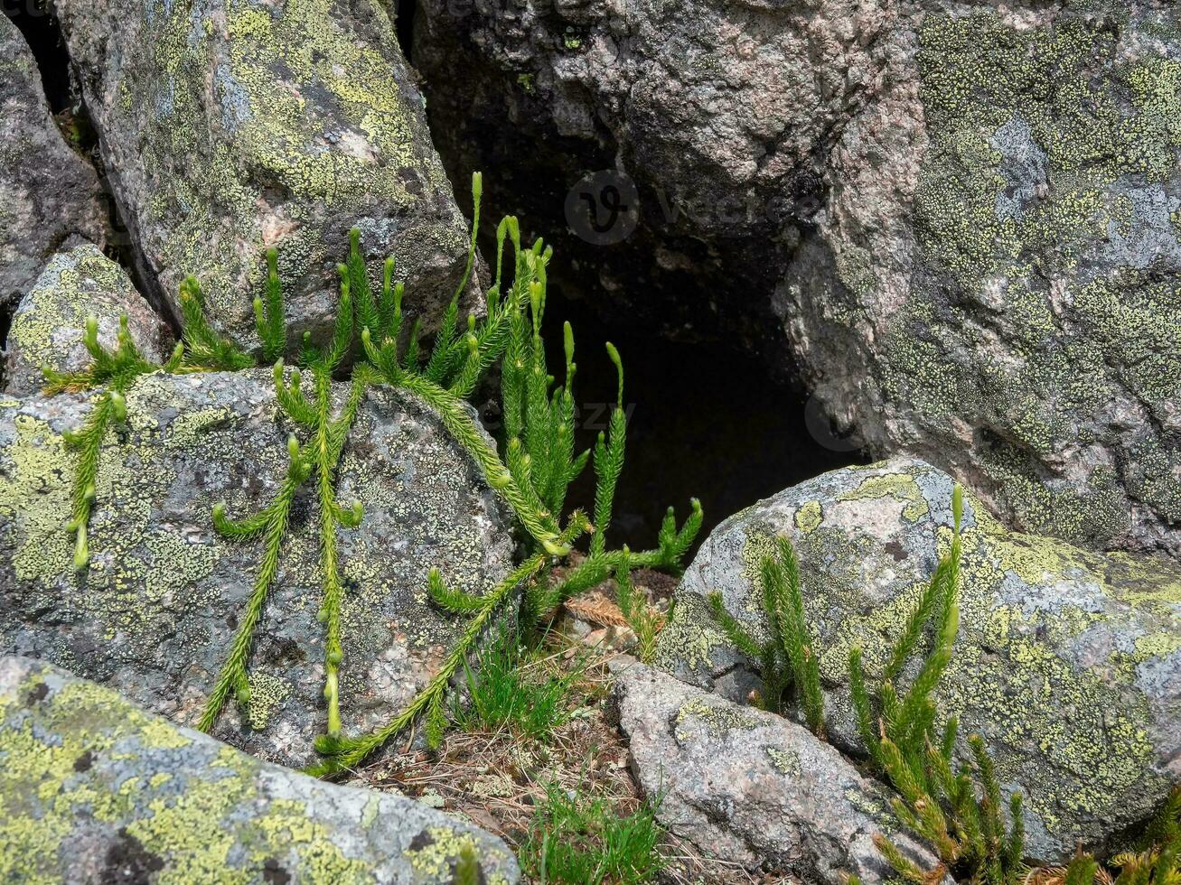 Lycopodium clavatum growing in the green spring forest in rainy West Sayans, botanical natural background. Grass grows near stone cave. photo