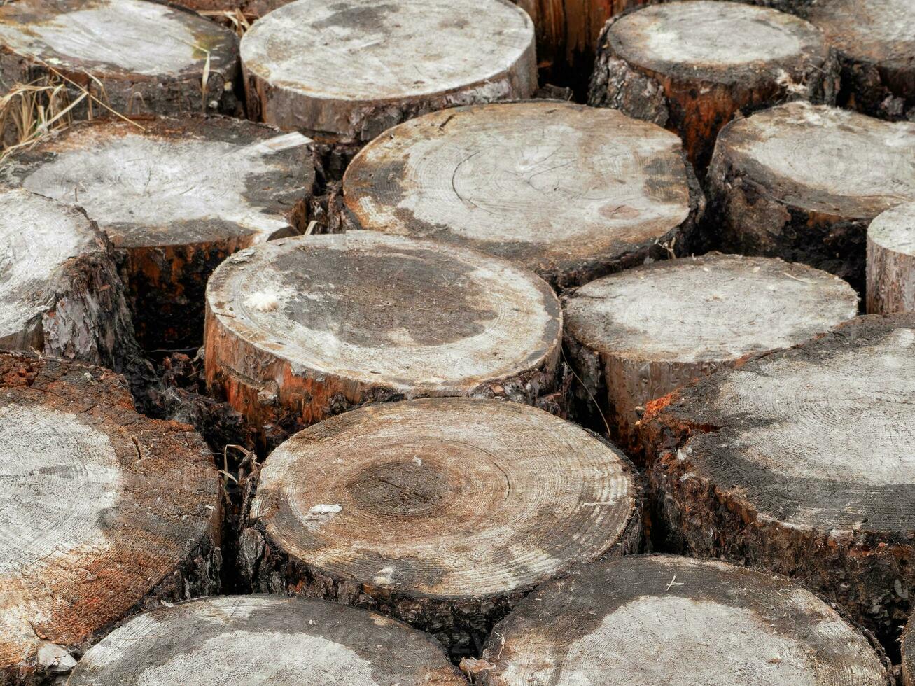 flooring made of logs of felled trees, an uneven floor made of the ends of cut logs of wood photo