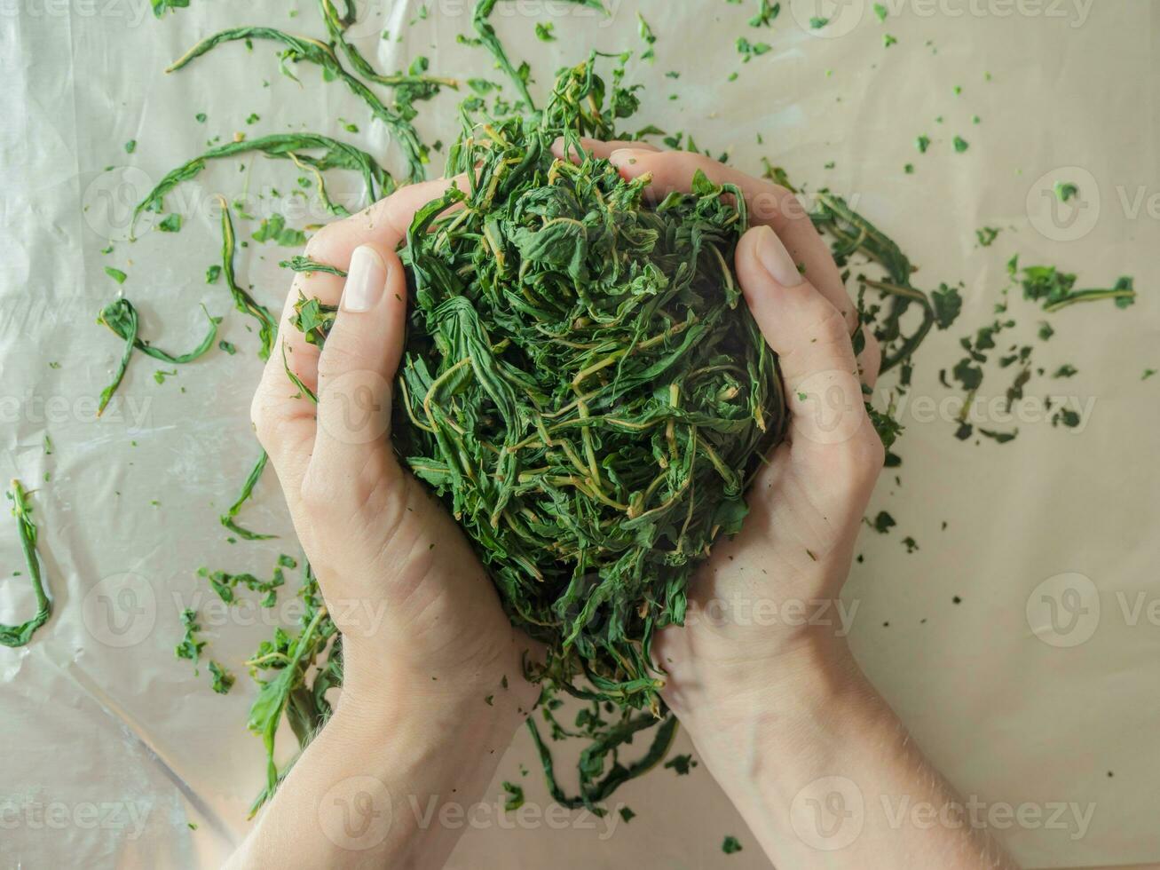 Green tea, fermentation and production process. photo