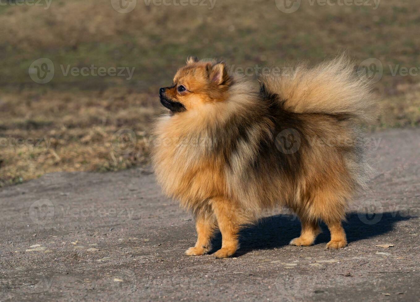 Portrait of a Pomeranian photo