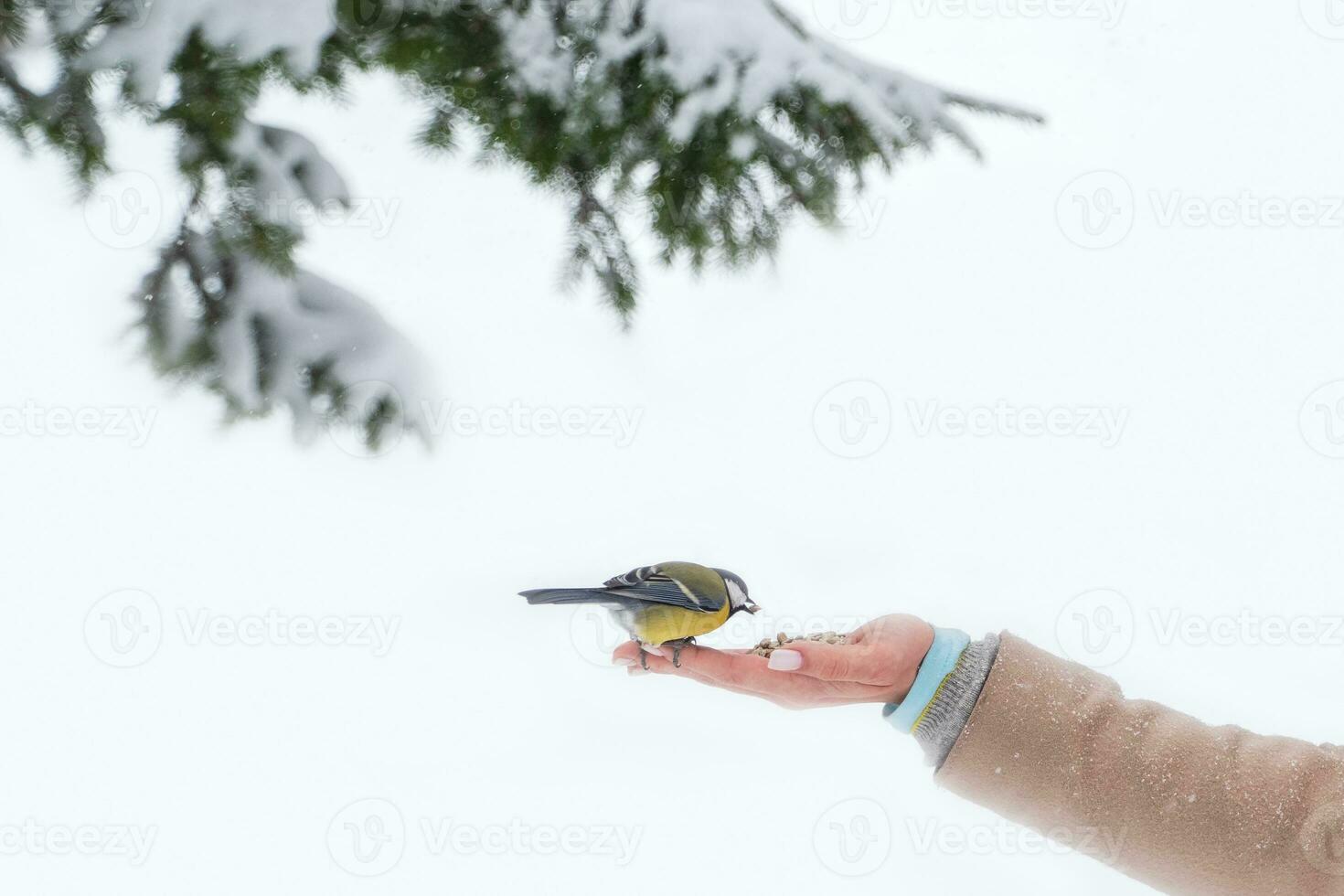 Tit that sits on the arm of a woman holding seeds. Feed birds in the park in winter to help them in the cold season in their habitat. Concept of the International Day of Birds. Copy space. photo
