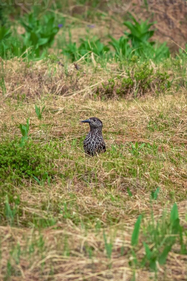 Selective focus. Spotted nutcracker in the taiga of the Western Sayans. The Eurasian nutcracker, or simply nutcracker, is a passerine bird of the Vranov family. photo