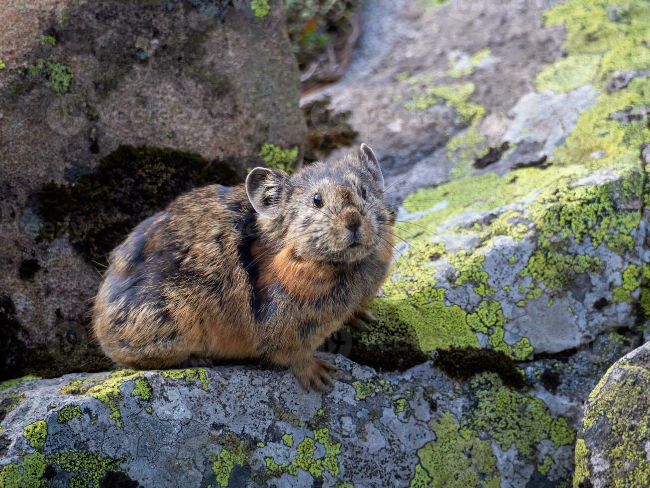 Close up of funny Pika Ochotona collaris sits on rocky in Altai mountain. Cute small mammal on bokeh background. Small pika rodent bask on rock. photo