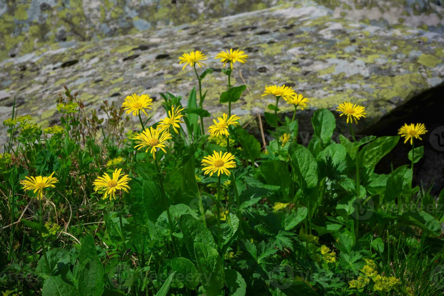 Doronicum altaicum yellow flowers. Wild perennial plant with beautiful yellow inflorescences. Typical plant in mountain of West Sayans. Siberia. photo