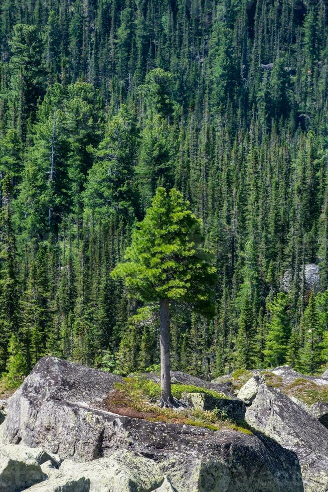 Cedar tree grows on rocks. Old mighty cedar tree grow on mossy meadow against the background of mountains. The impressive Siberian nature of the Western Sayans. Vertical view. photo