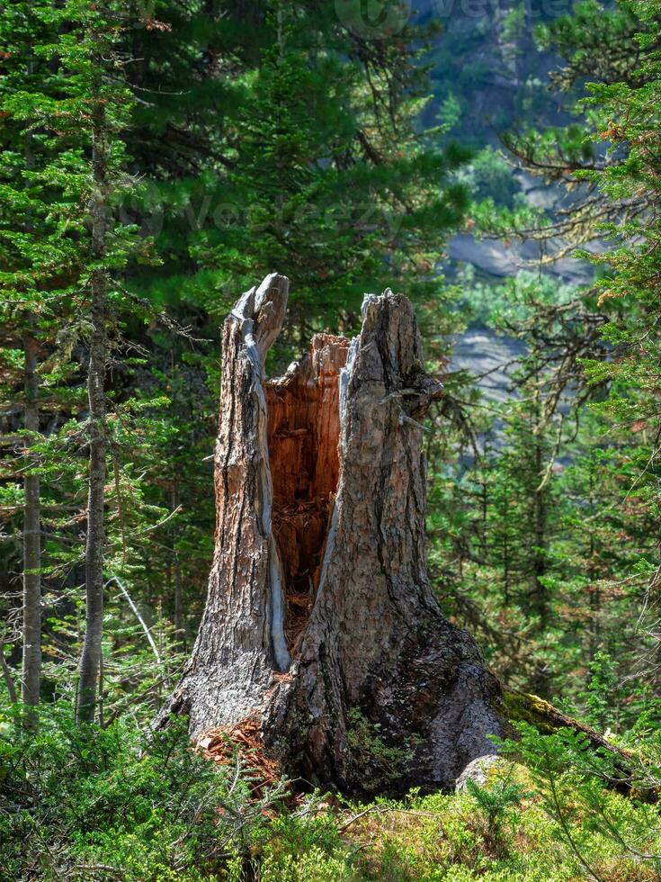 vertical ver de roto antiguo cedro árbol en el taiga bosque. árbol tocón en el bosque. Consecuencias de un tormenta viento. clima cambio concepto. foto