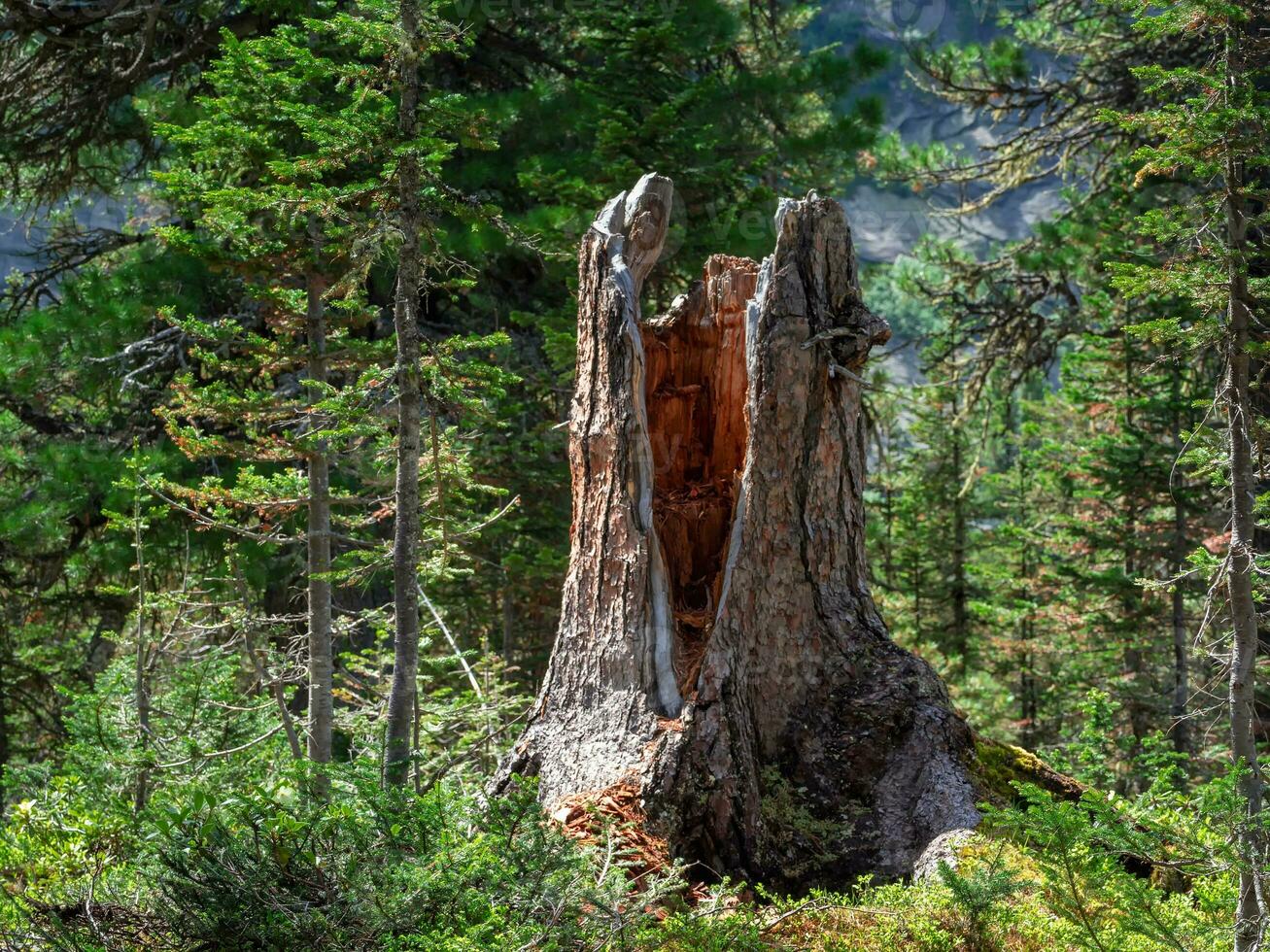 roto antiguo cedro árbol en el taiga bosque. Consecuencias de un tormenta viento. clima cambio concepto. foto