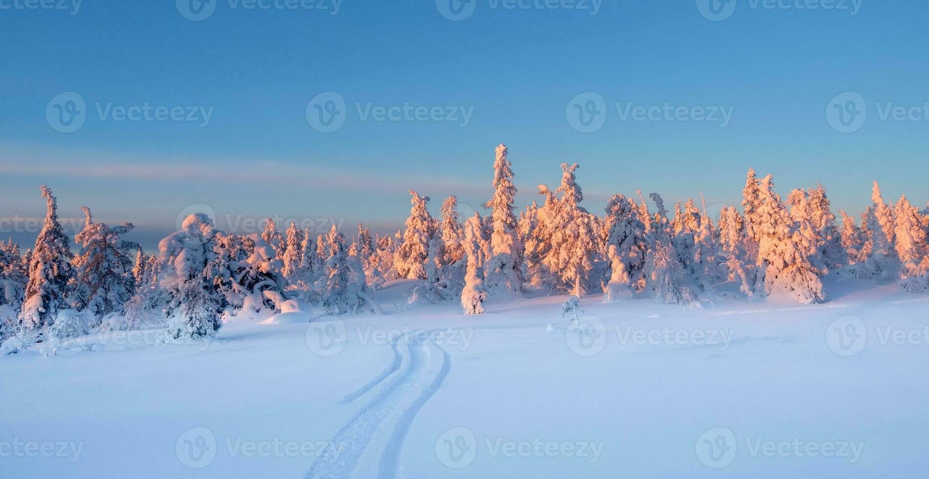 esquí caminos en el invierno bosque. Dom en el copas de los árboles cubierto de nieve abeto arboles Mañana ver de el invierno bosque. hermosa del Norte naturaleza. ecológico turismo en el bosque. amplio natural antecedentes foto