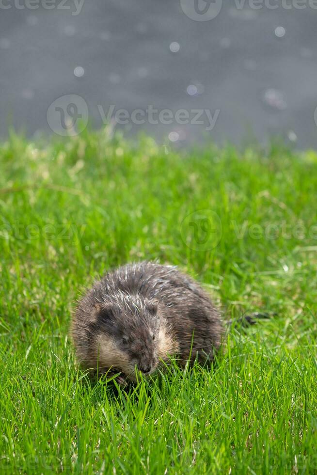 Selective focus. Muskrat to feast on juicy young green grass on the lawn near the reservoir. Close-up, vertical view. photo