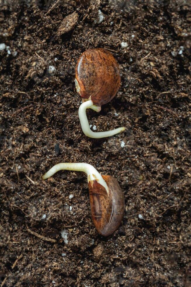 Two seeds are laid out on fertile land. Germinating seeds. Young shoots of plants. Wisteria seeds with a small roots is planted in the ground, close-up. Vertical view. photo