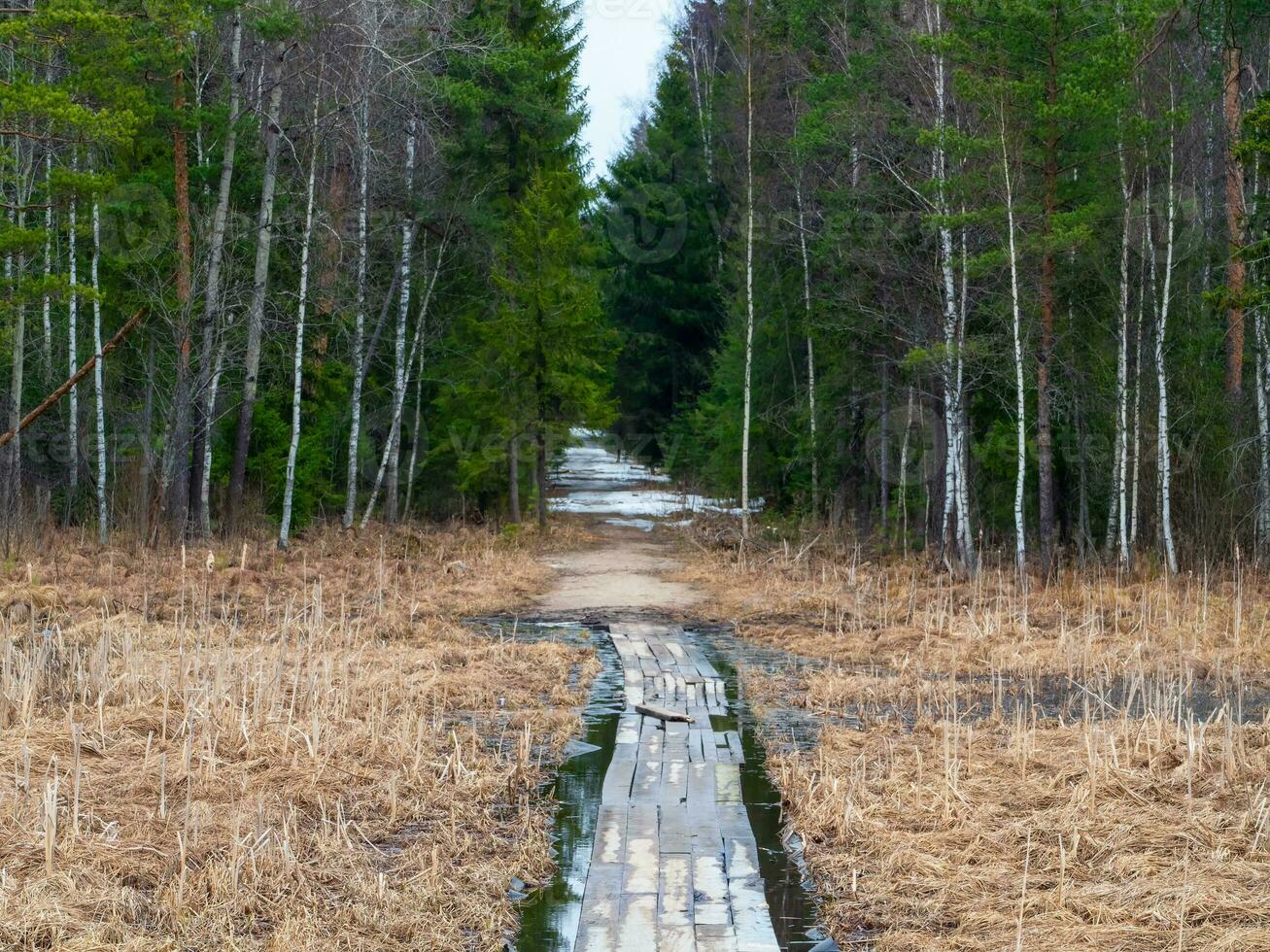 Wooden flooring on a path flooded by high water from melting snow. Walk along the ecotrope in the forest or on the swamp and lake. photo