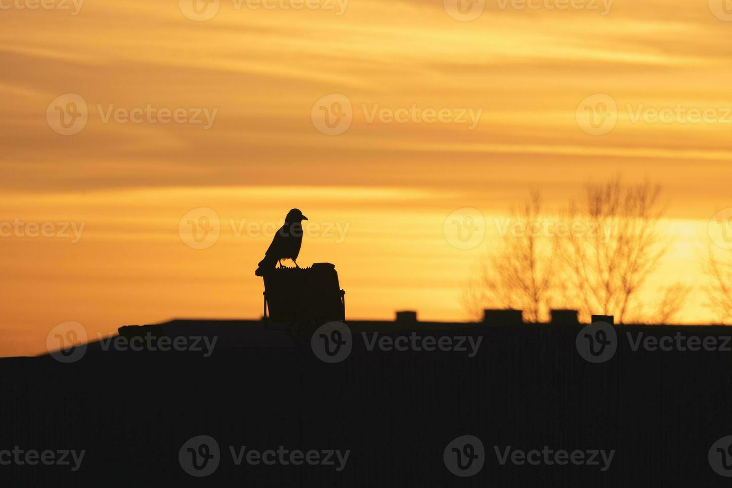 Selective focus. Dark silhouette of a raven sitting on the roof on a chimney against the background of a bright orange sunset. Dramatic natural background with a raven. photo