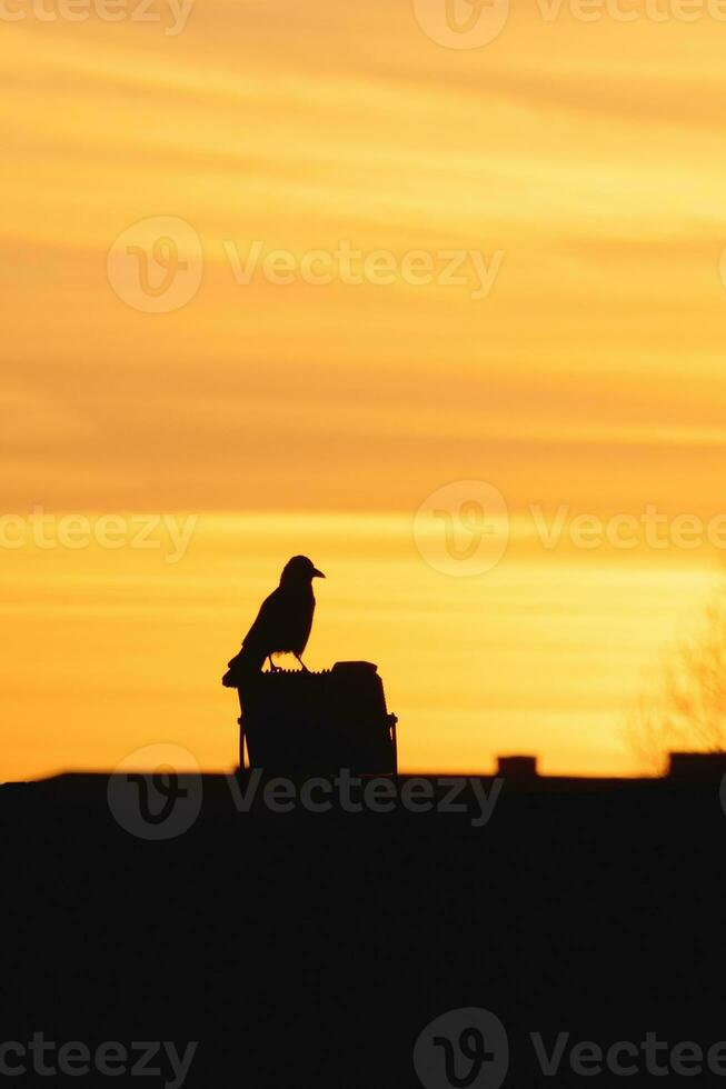 Dark silhouette of a raven sitting on the roof on a chimney against the background of a bright orange sunset. Dramatic natural background with a raven. Vertical view. photo