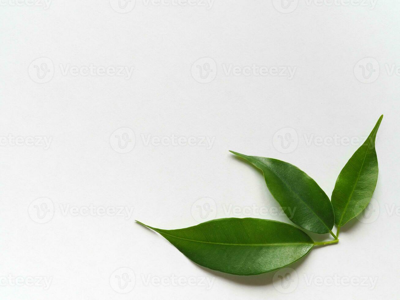 Three green leaves on a white background. Copy space. photo