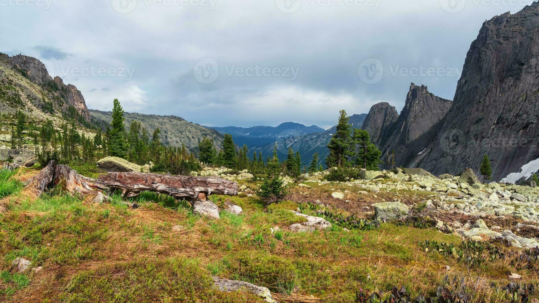 Beautiful alpine landscape with small cedar trees on stone valley on background of giant mountains. Awesome view to vast expanses. Vivid highland scenery. Taiga landscape, panoramic view. photo