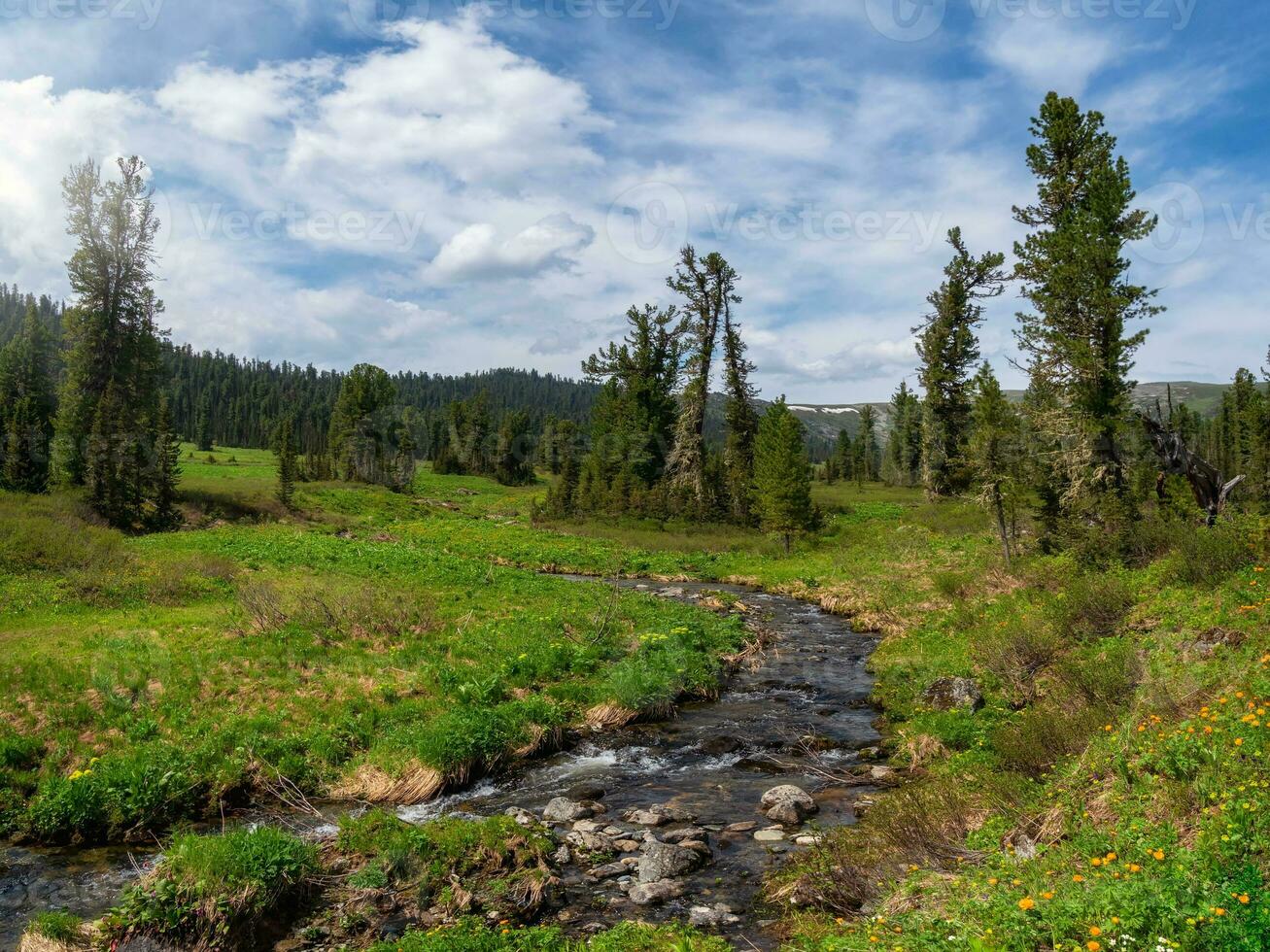 Clean winding stream on a plateau in the vicinity of the Siberian taiga. Eco-friendly green mountain highlands with a winding stream through green grass with flowering plants. photo