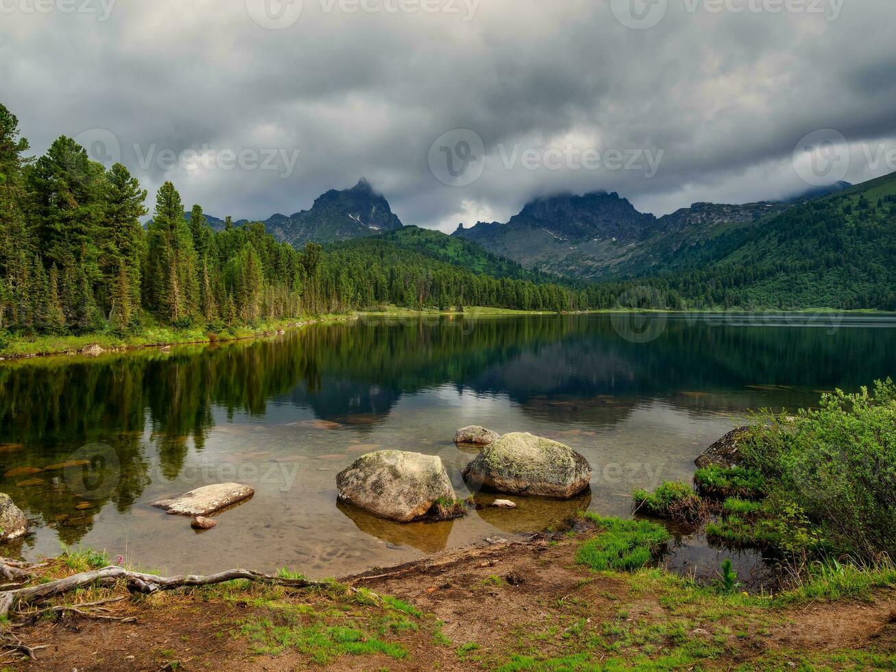 Picturesque shore of a mountain lake with cedars and tree roots under a dramatic sky. Amazing sunny forest with old cedars. Natural mountain scenic landscape. Siberia summer view. photo