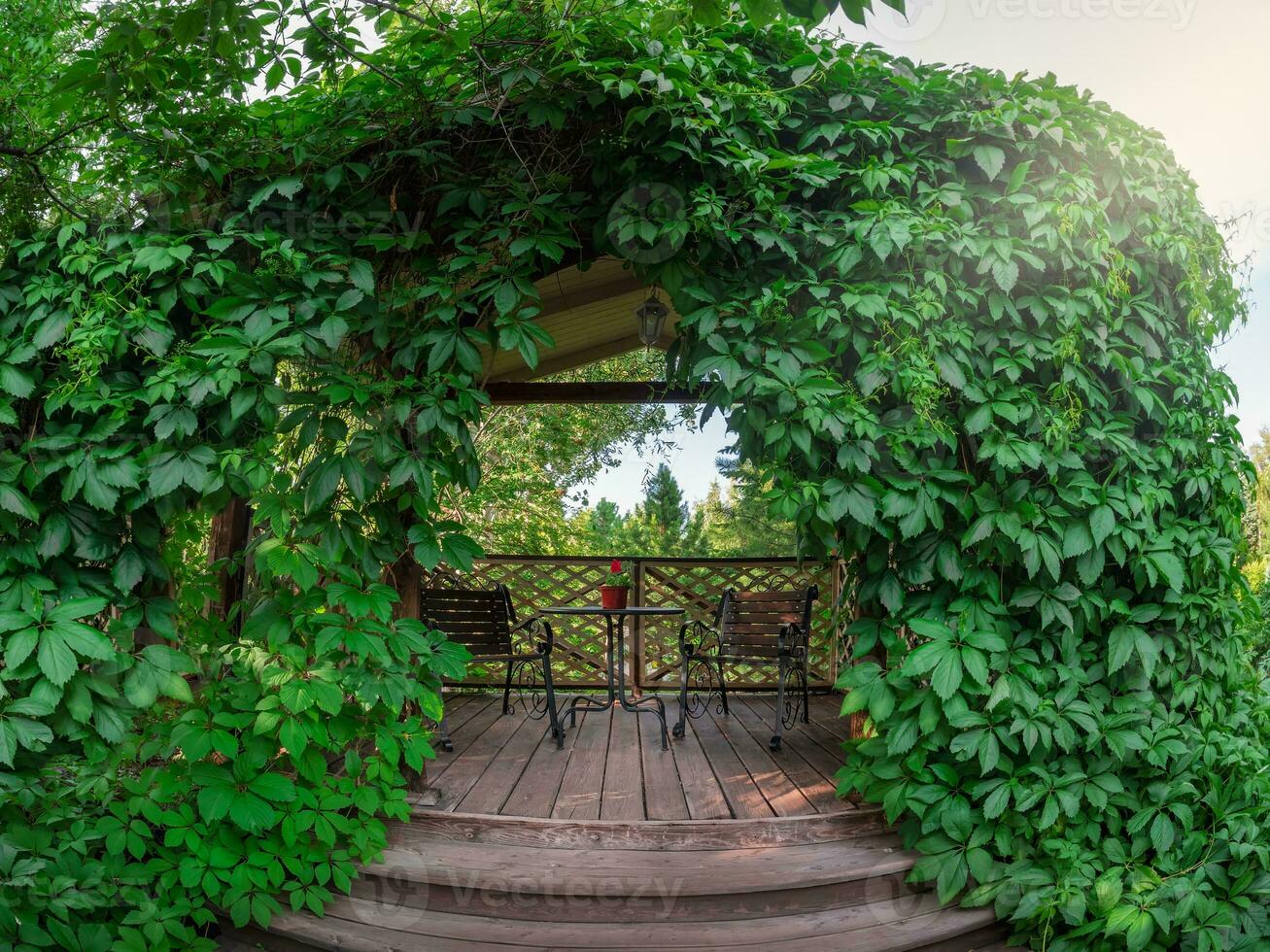 Vine grapes, wooden gazebo entwined with vine grapes. Arbor entwined vine grapes. A table and two armchairs in a summer house on a wooden pedestal. photo