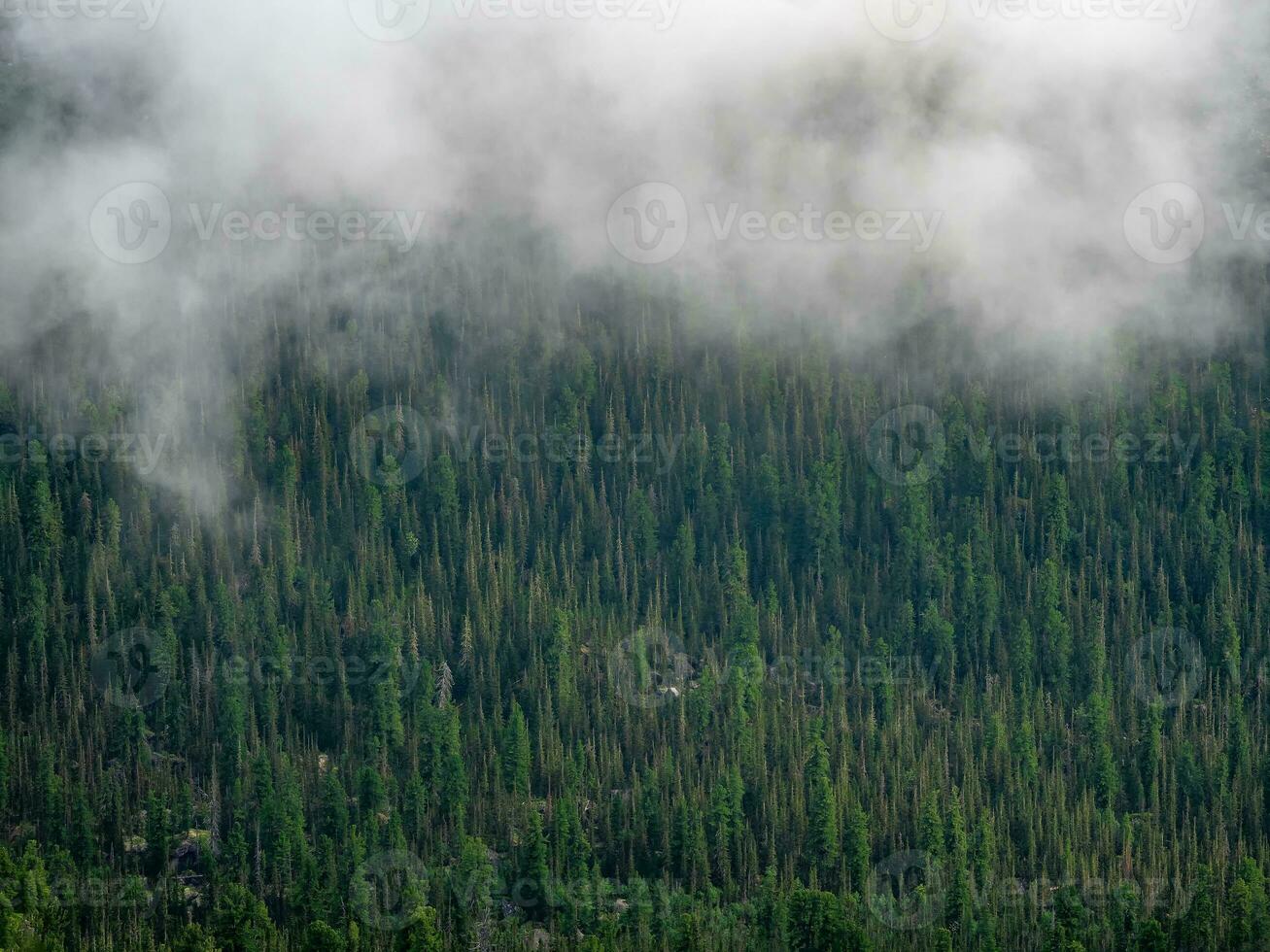 Endless vast taiga forests are shrouded in a white cloud haze. Texture coniferous forest top view, landscape green forest, taiga peaks of fir trees. photo