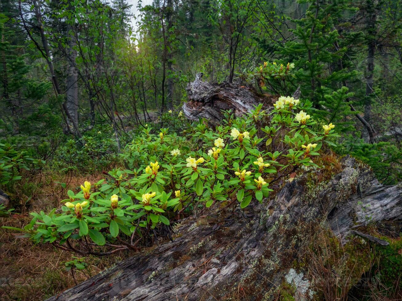 A large beautiful bush of yellow rhododendron bloomed on a falle photo