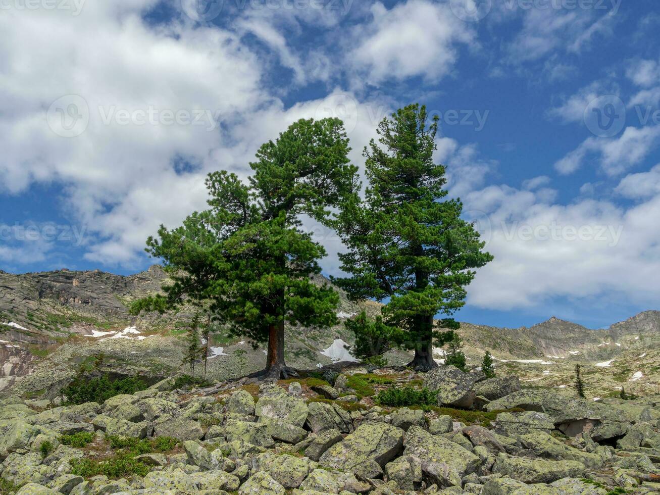 Two old mighty cedars grow on mossy boulders against the background of mountains under white clouds in a blue sky. photo
