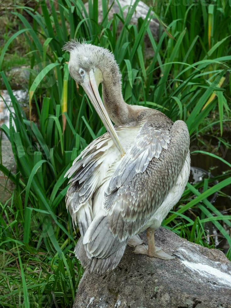 Beautiful big pelican resting near a lake. Great white pelican is a bird in the pelican family. Wild nature animal. photo