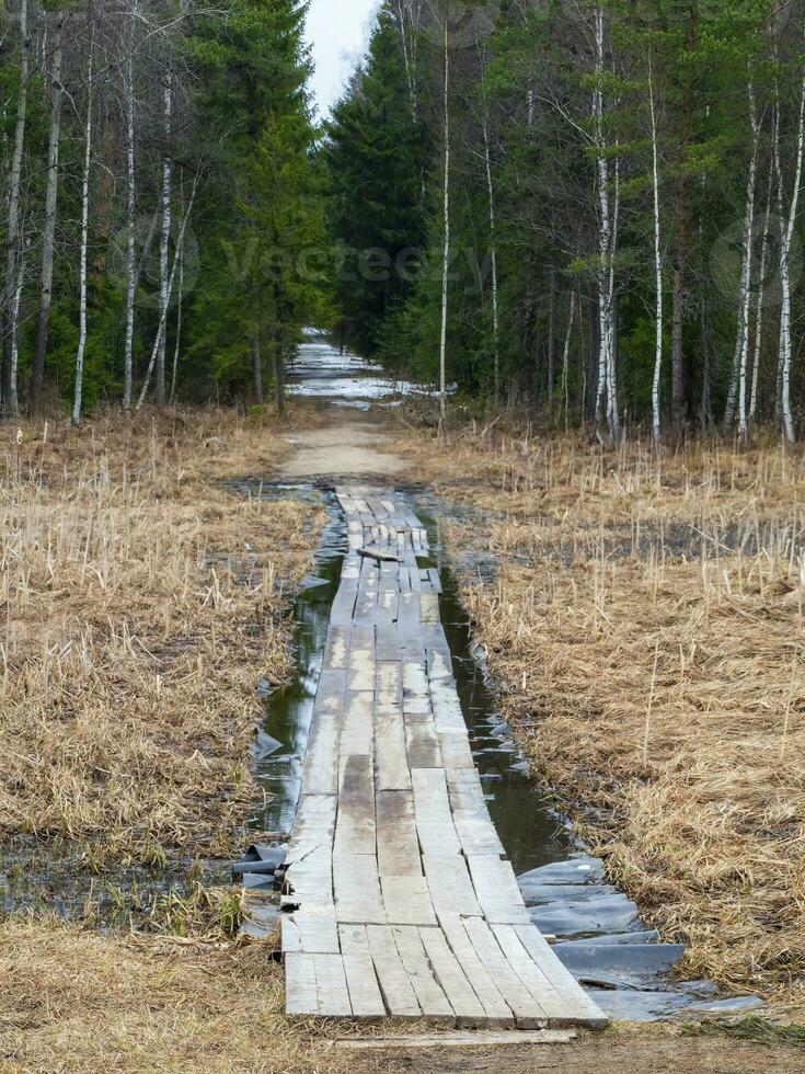 Wooden flooring on a path flooded by high water from melting snow. Walk along the ecotrope in the forest or on the swamp and lake. photo