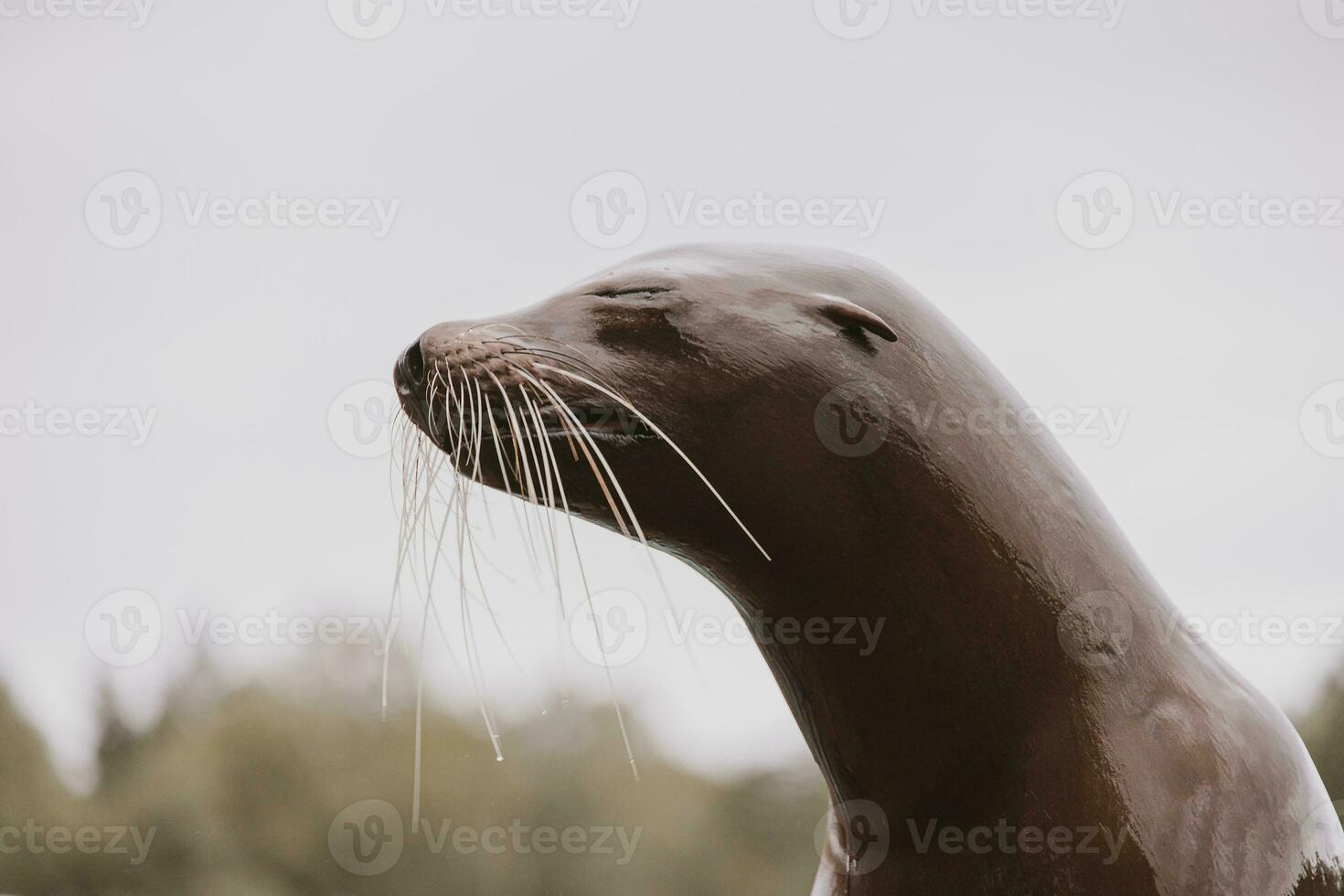 sea lion sea animal in the zoo photo