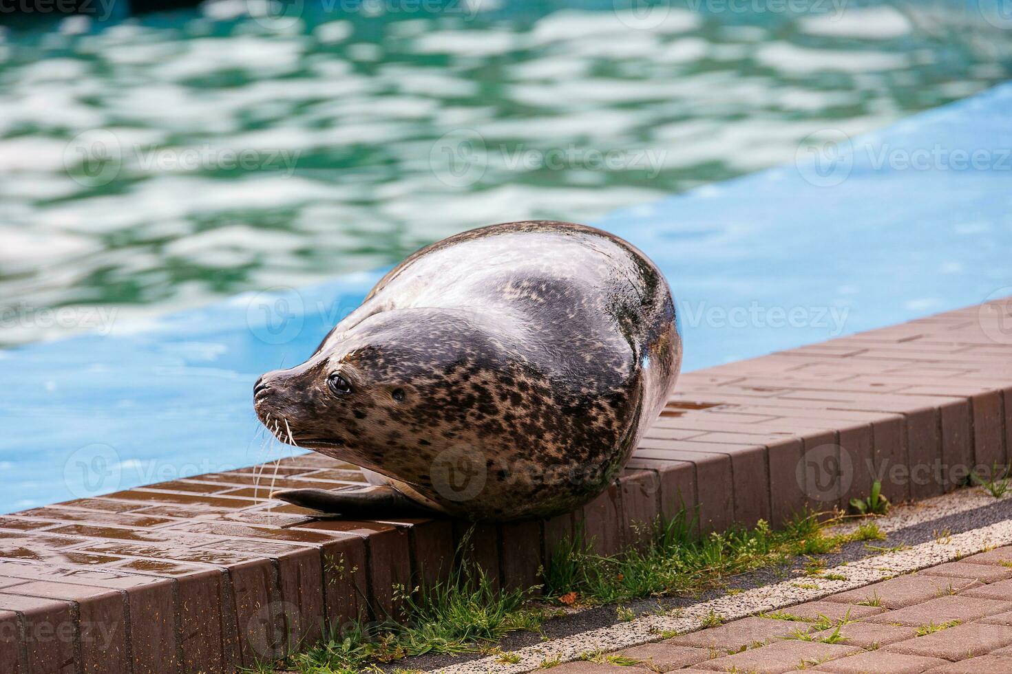 l seal sea animal in the zoo photo