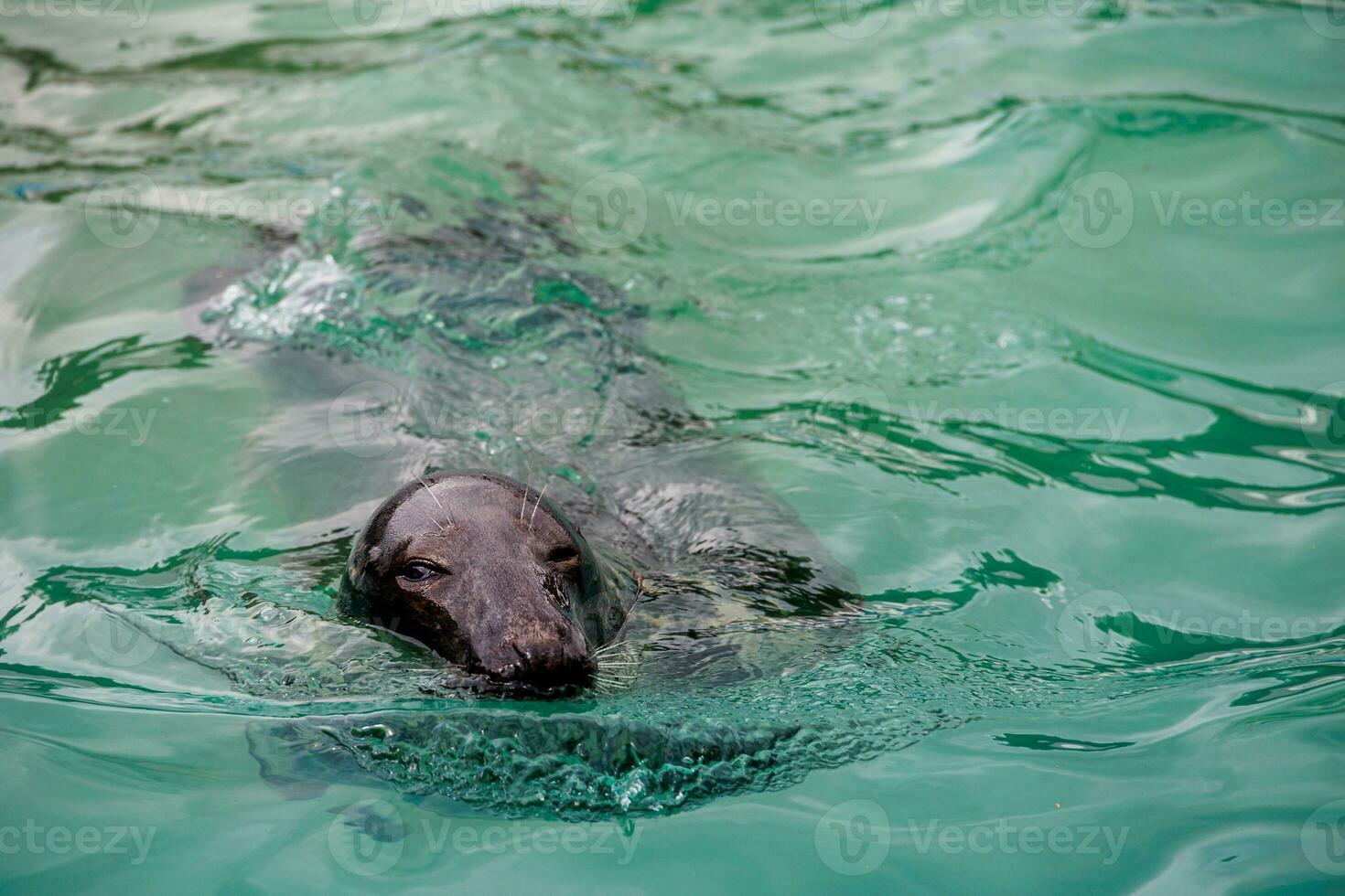 l seal sea animal in the zoo photo