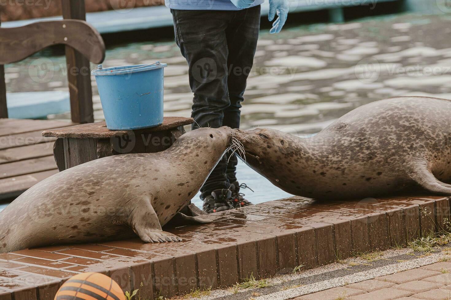 l sello mar animal en el zoo foto