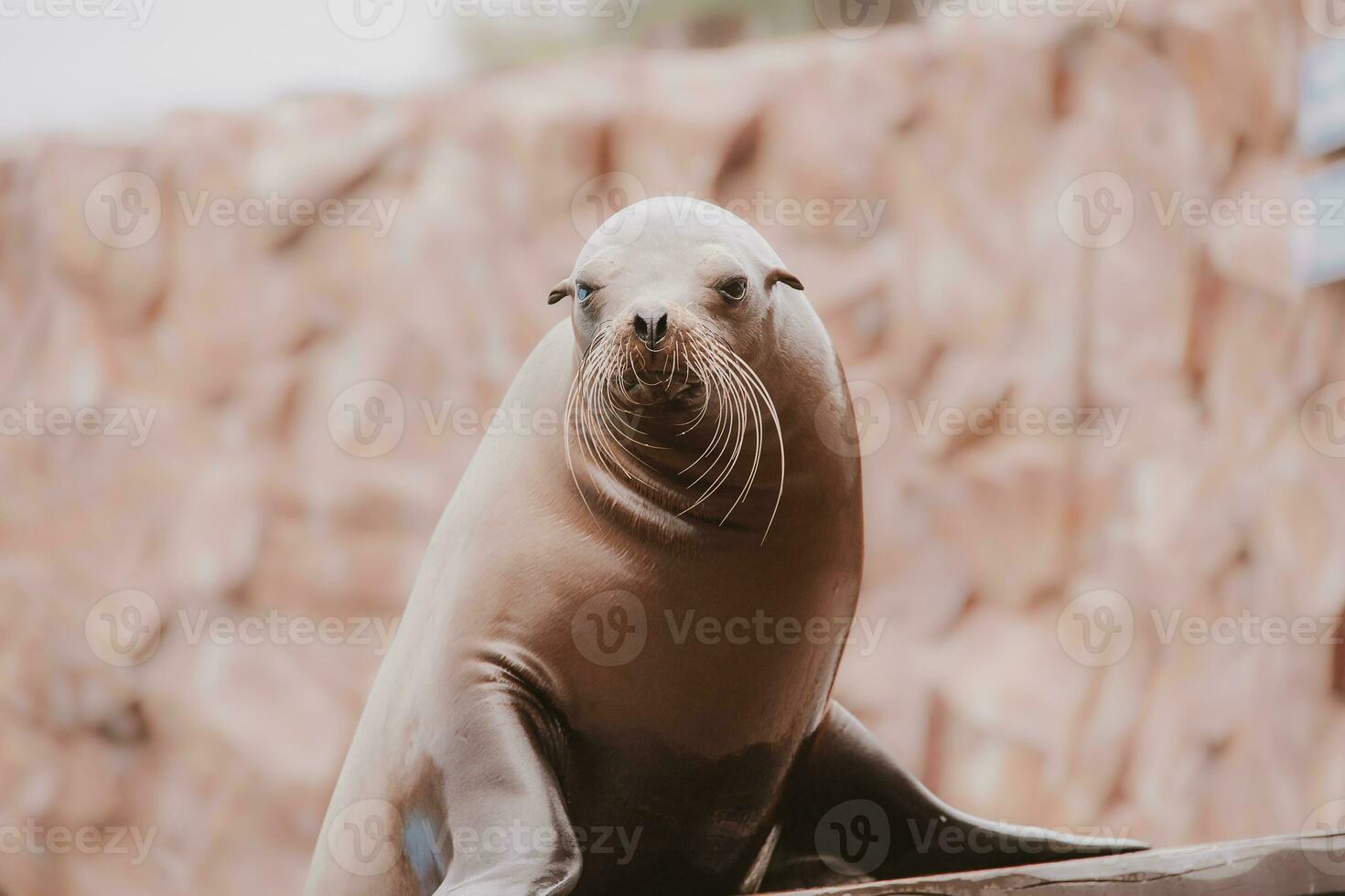 sea lion sea animal in the zoo photo