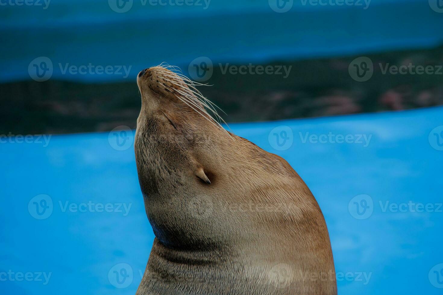 sea lion sea animal in the zoo photo