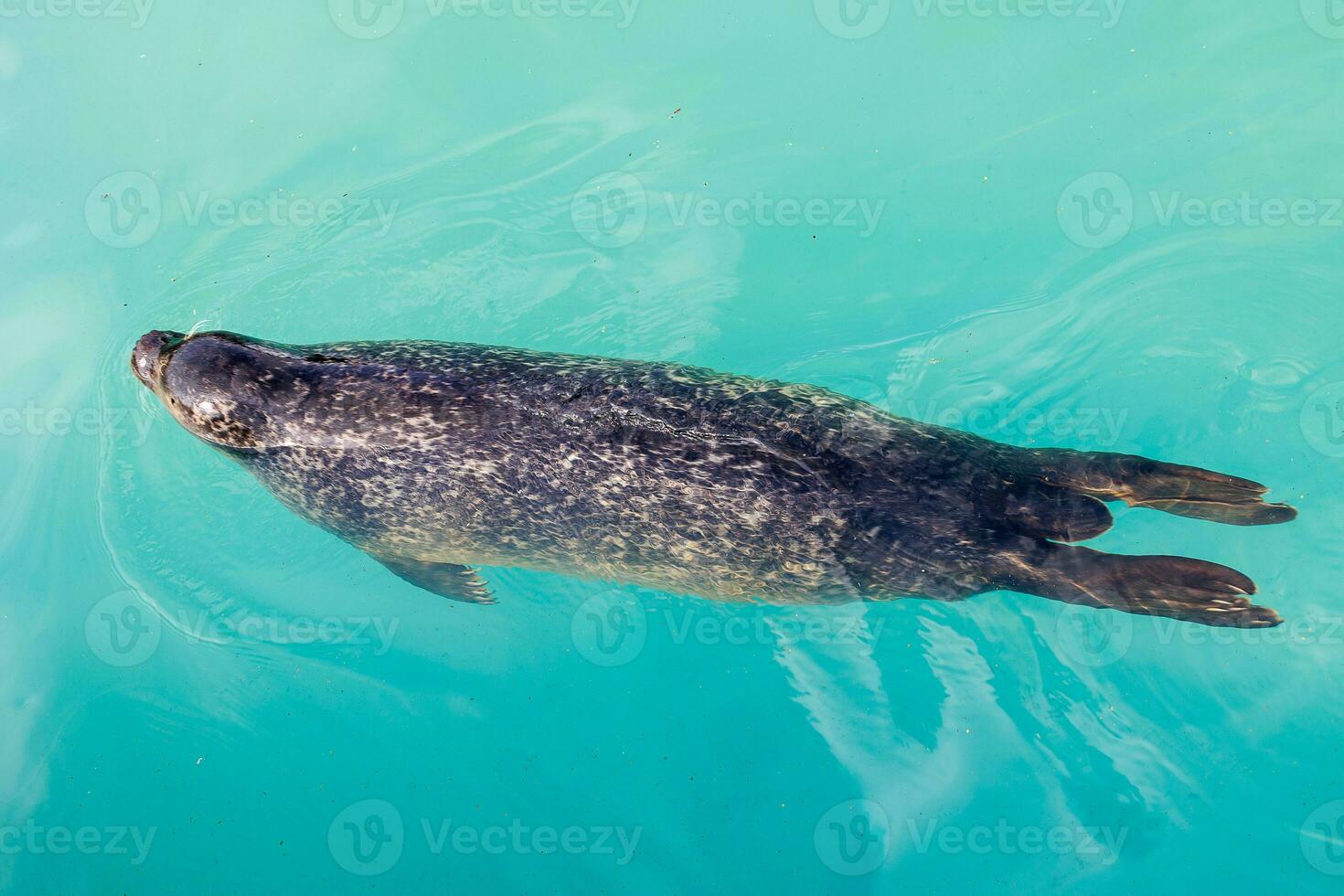 l seal sea animal in the zoo photo