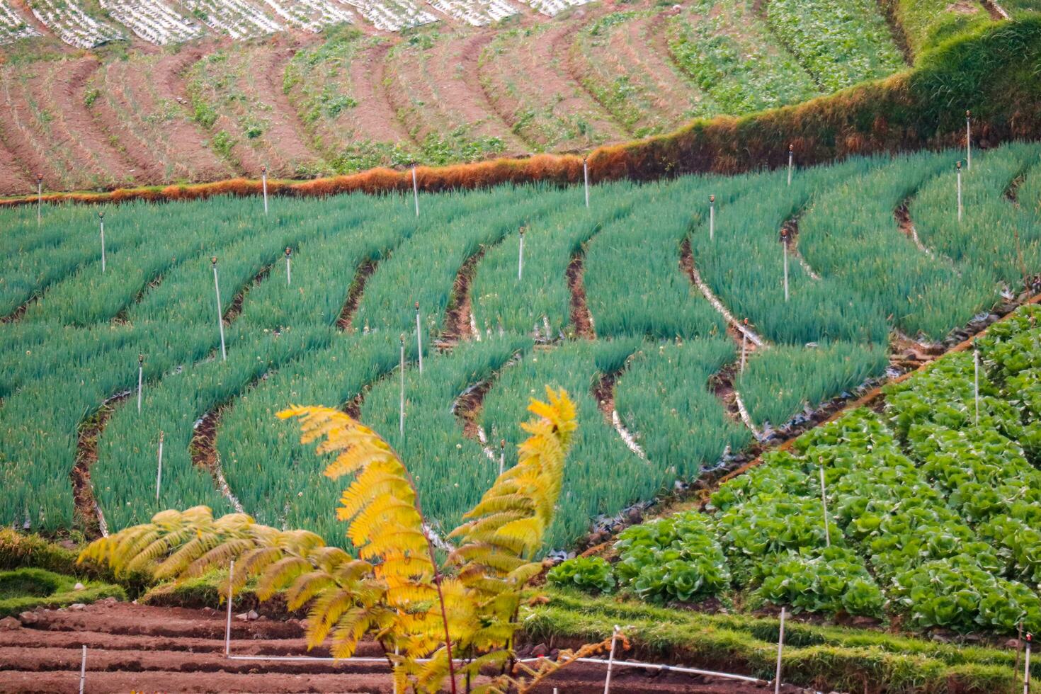 Rice fields in the mountains with a terasiring system photo