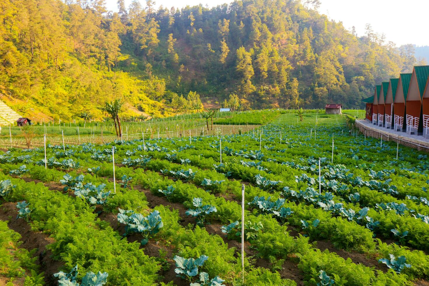 Rice fields in the mountains with a terasiring system photo