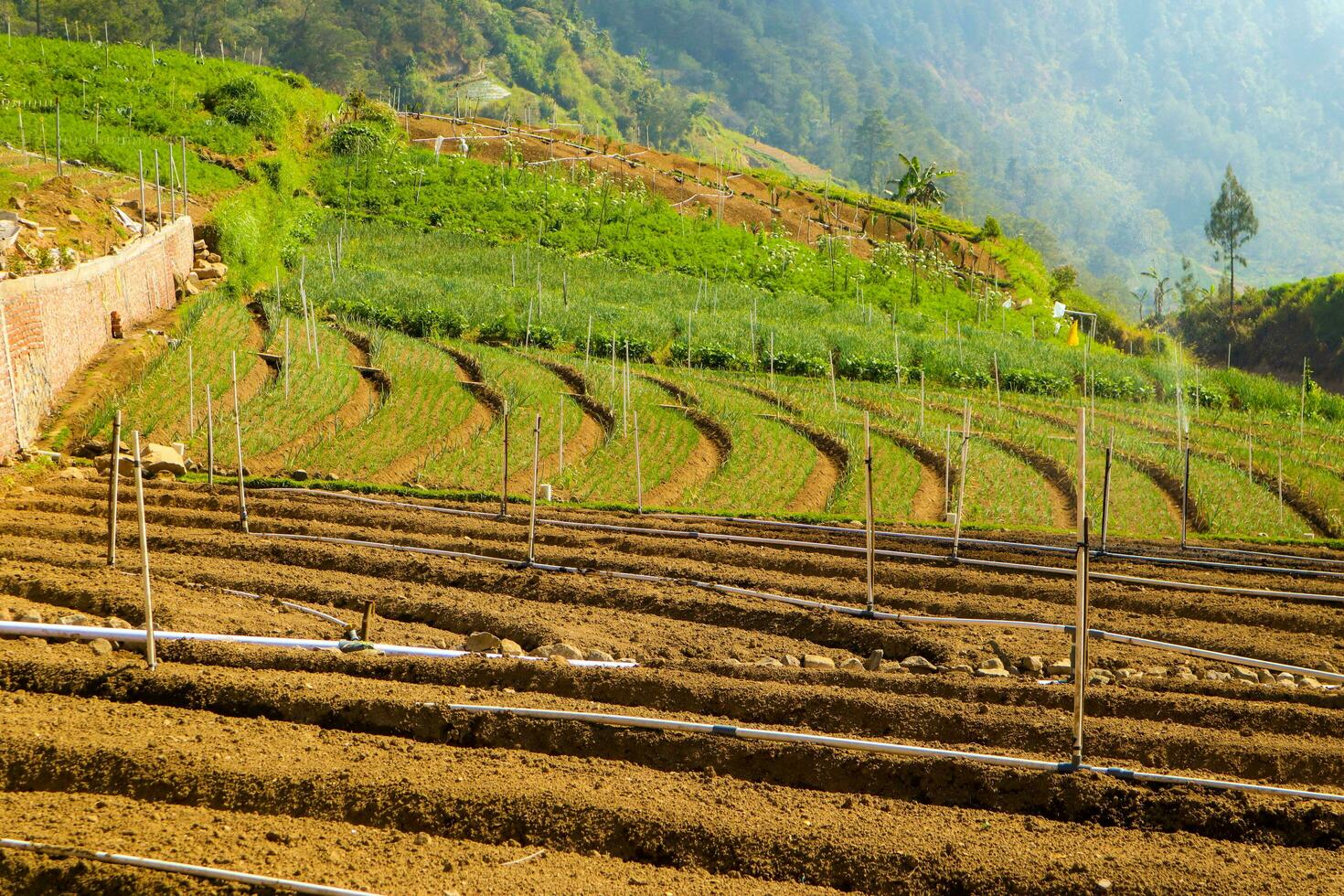 Rice fields in the mountains with a terasiring system photo