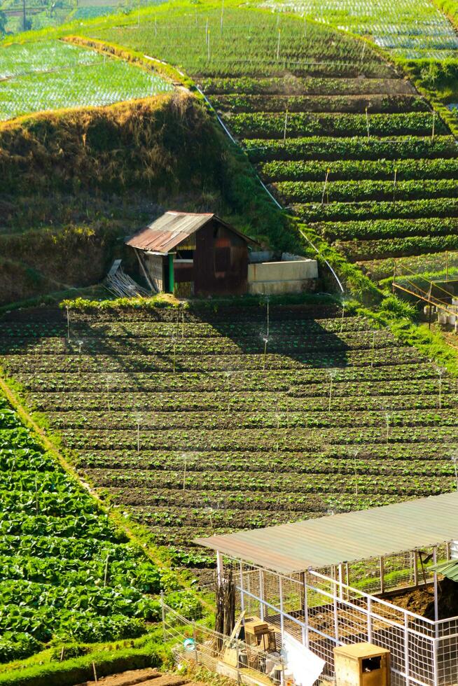 Rice fields in the mountains with a terasiring system photo