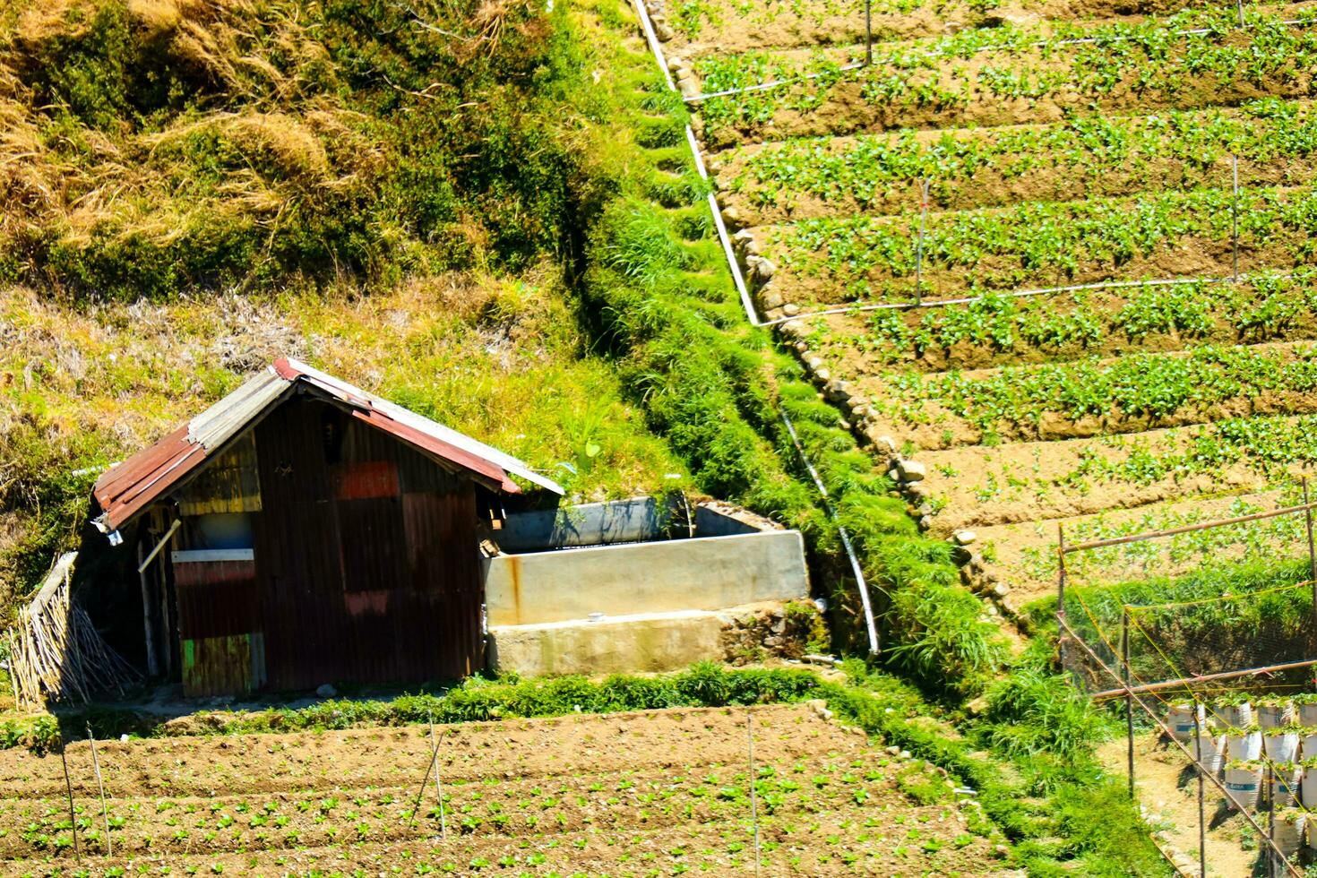 arroz campos en el montañas con un terrasando sistema foto