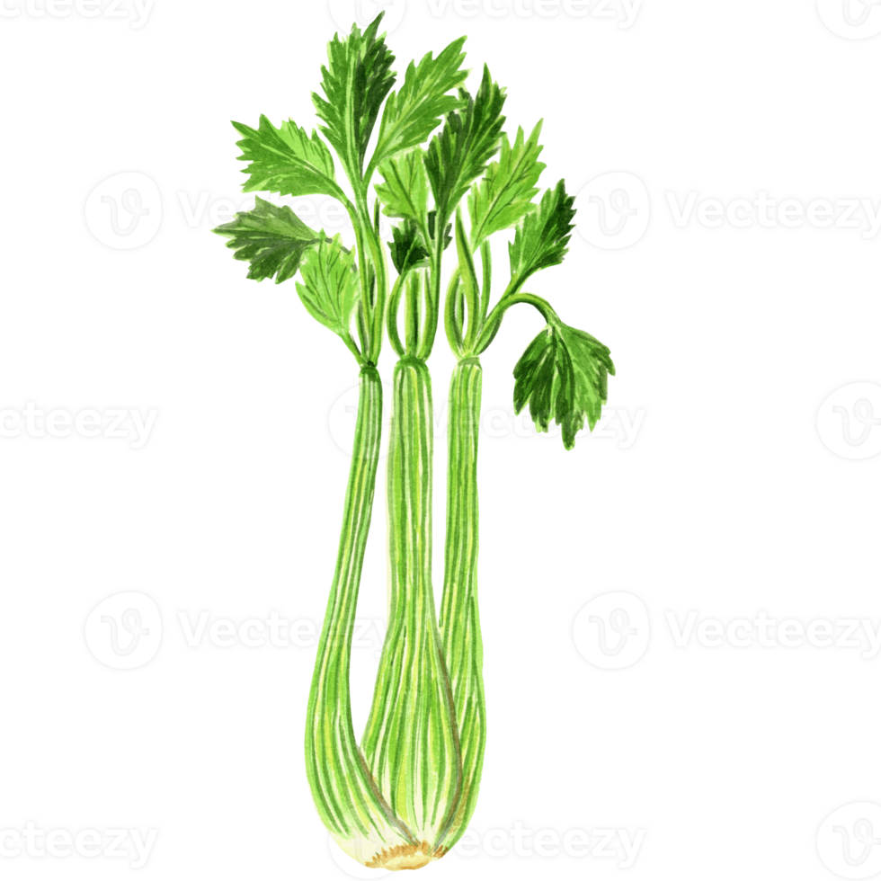 Watercolor illustration of green celery. Hand drawn illustration   for design, holiday card, decorations, making stickers, embroidery and  packaging, printing on dishes, towels and kitchen textiles. png