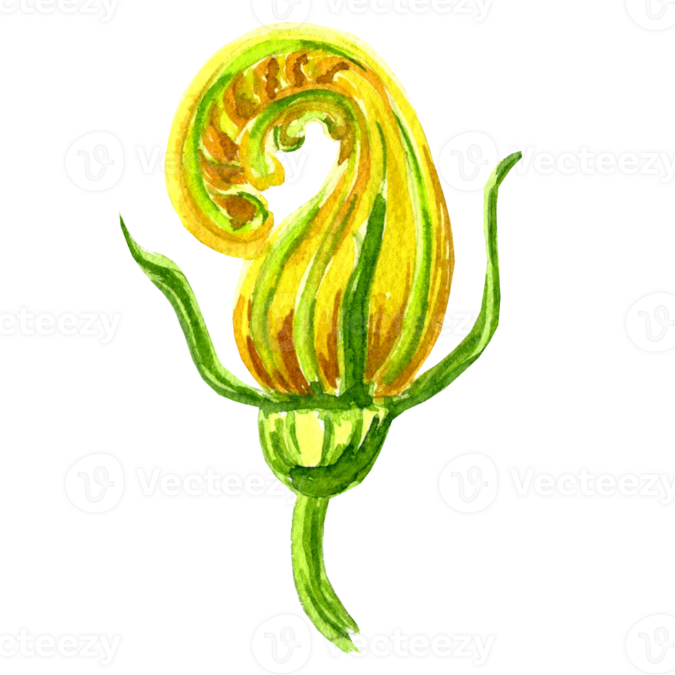 Watercolor illustration of yellow bud flower of pumpkin. Hand drawn illustration   for design, card, decorations, making stickers, embroidery and packaging, print on dishes, towels and textiles png